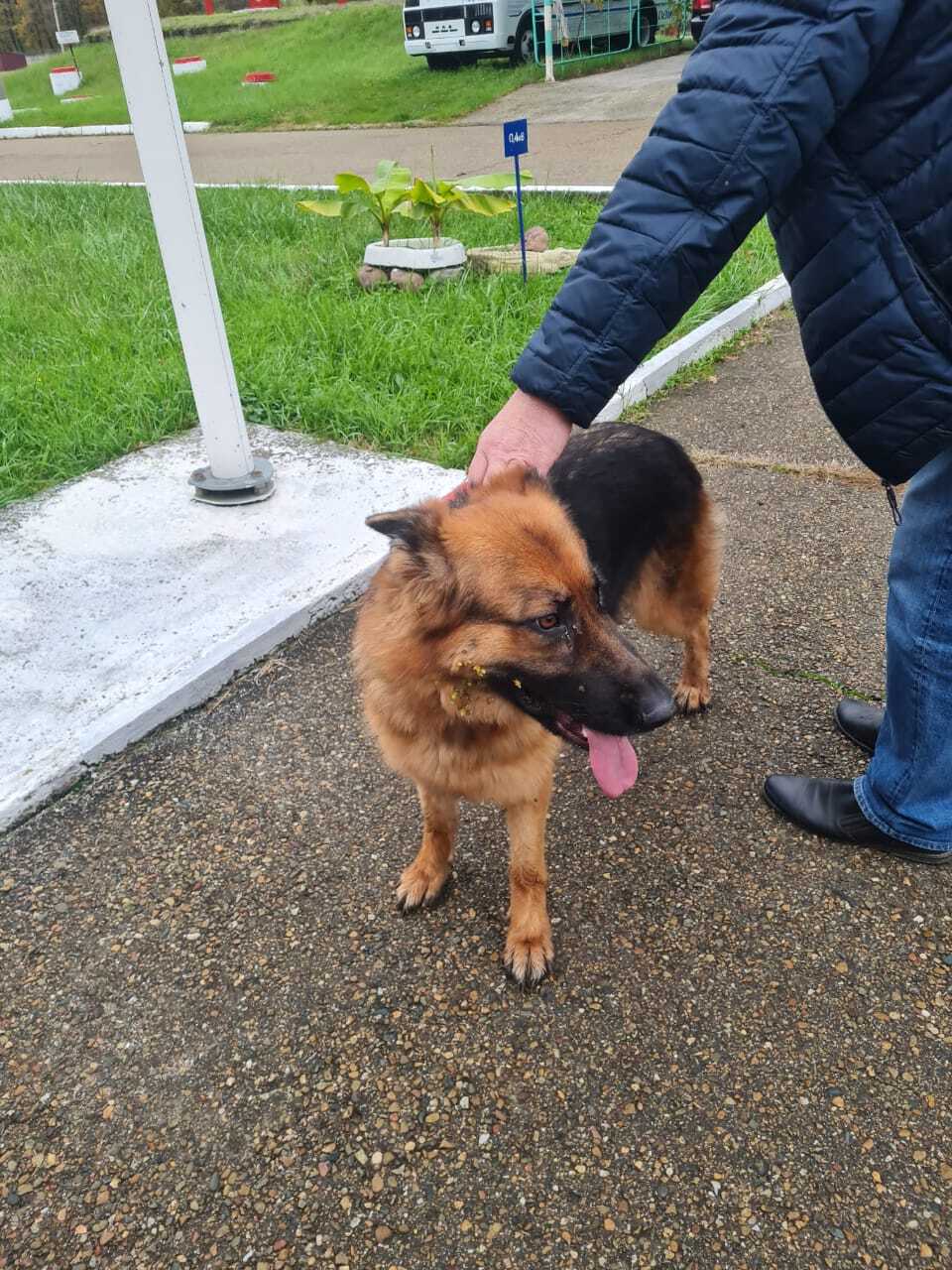 Найдена собака в Майкопе — фото объявления