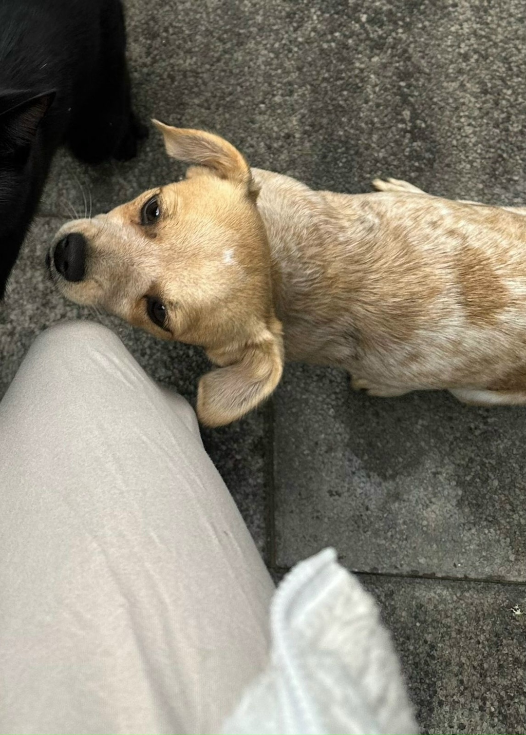 Пропала собака в Майкопе — фото объявления