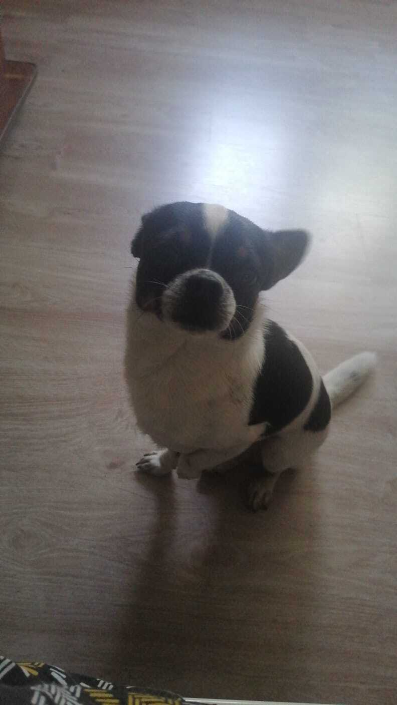 Пропала собака в Майкопе — фото объявления