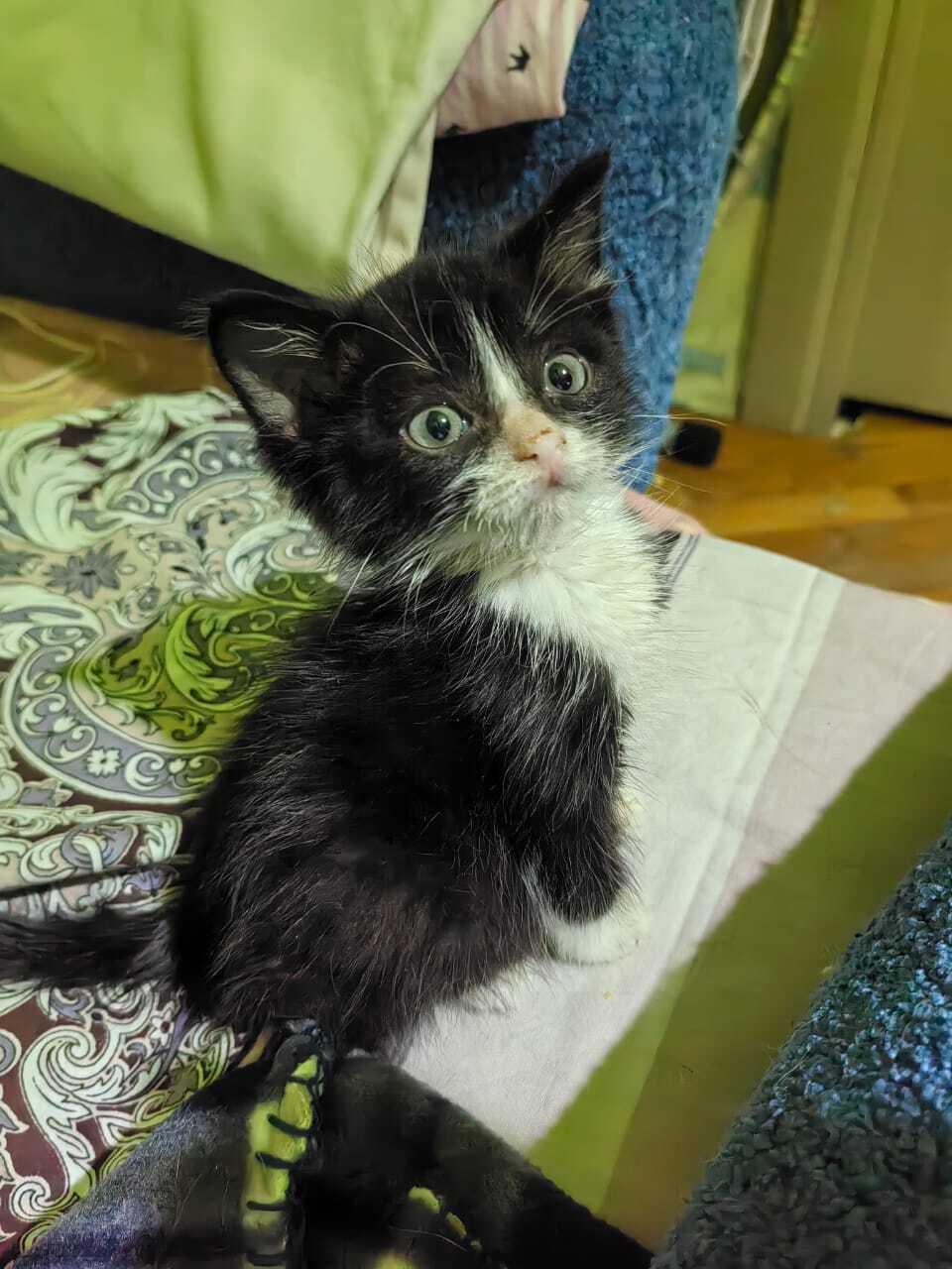 Найдена кошка в Майкопе — фото объявления