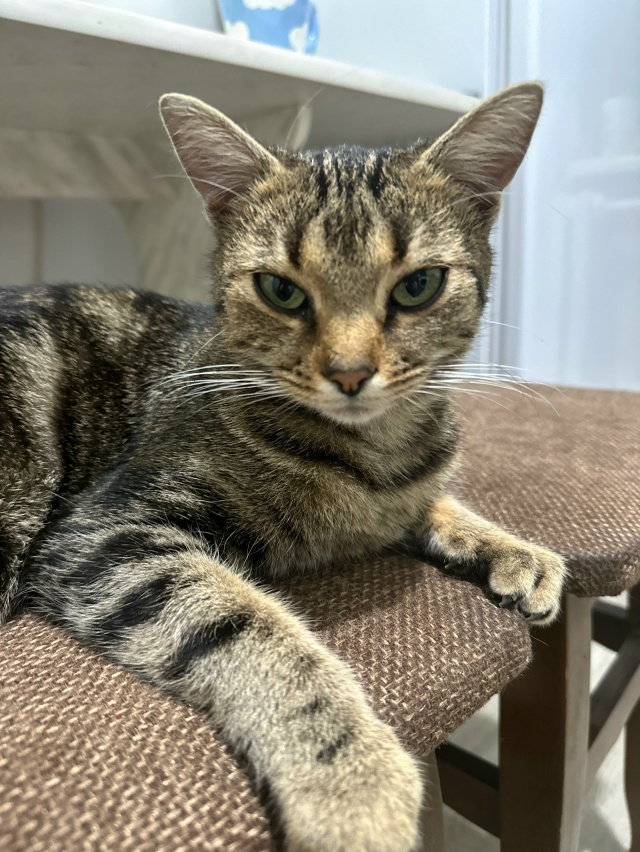 Найдена кошка в Майкопе — фото объявления