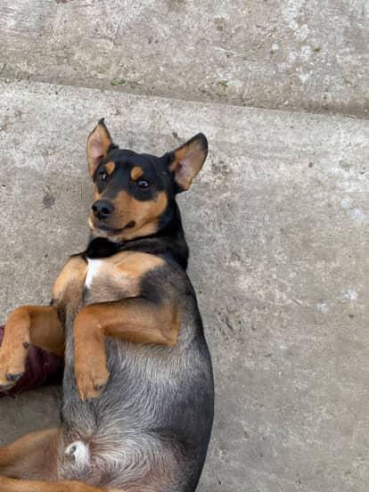 Пропала собака в Майкопе — фото объявления