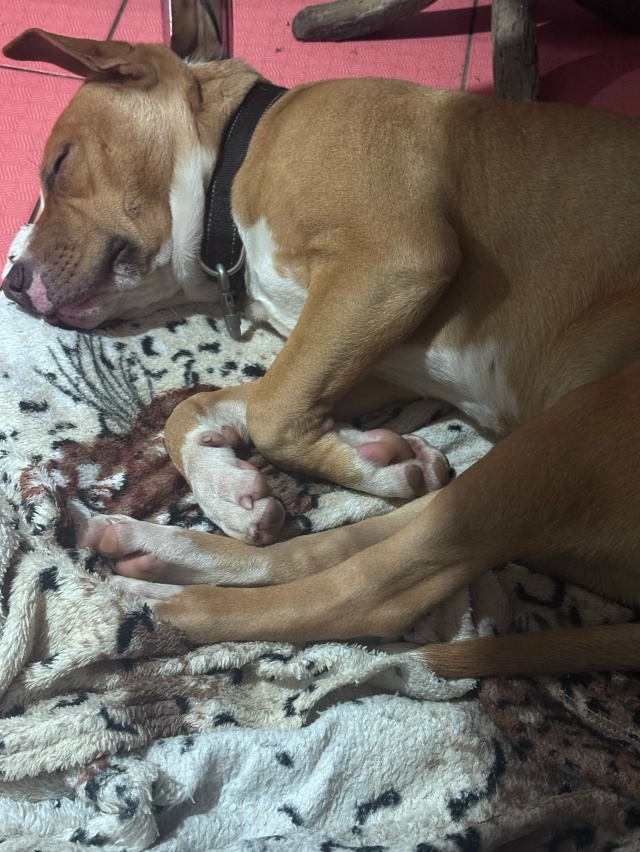 Пропала собака в Майкопе — фото объявления