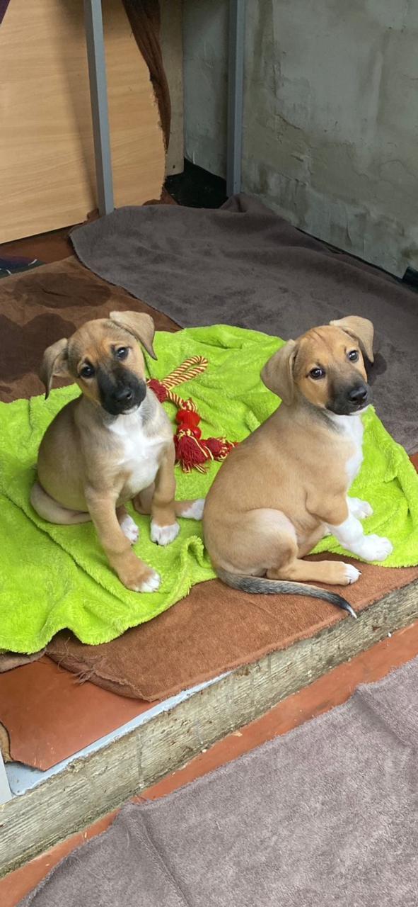 Найдена собака в Майкопе — фото объявления