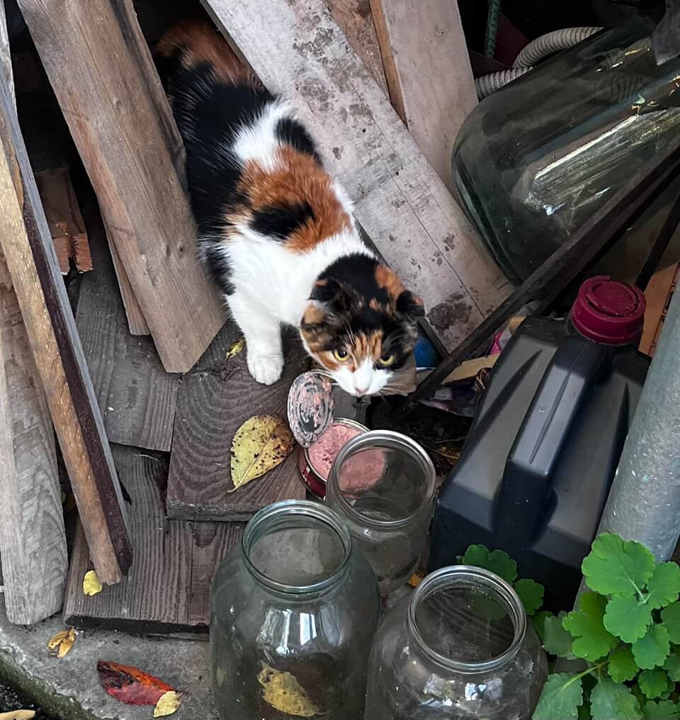 Найдена кошка в Майкопе — фото объявления