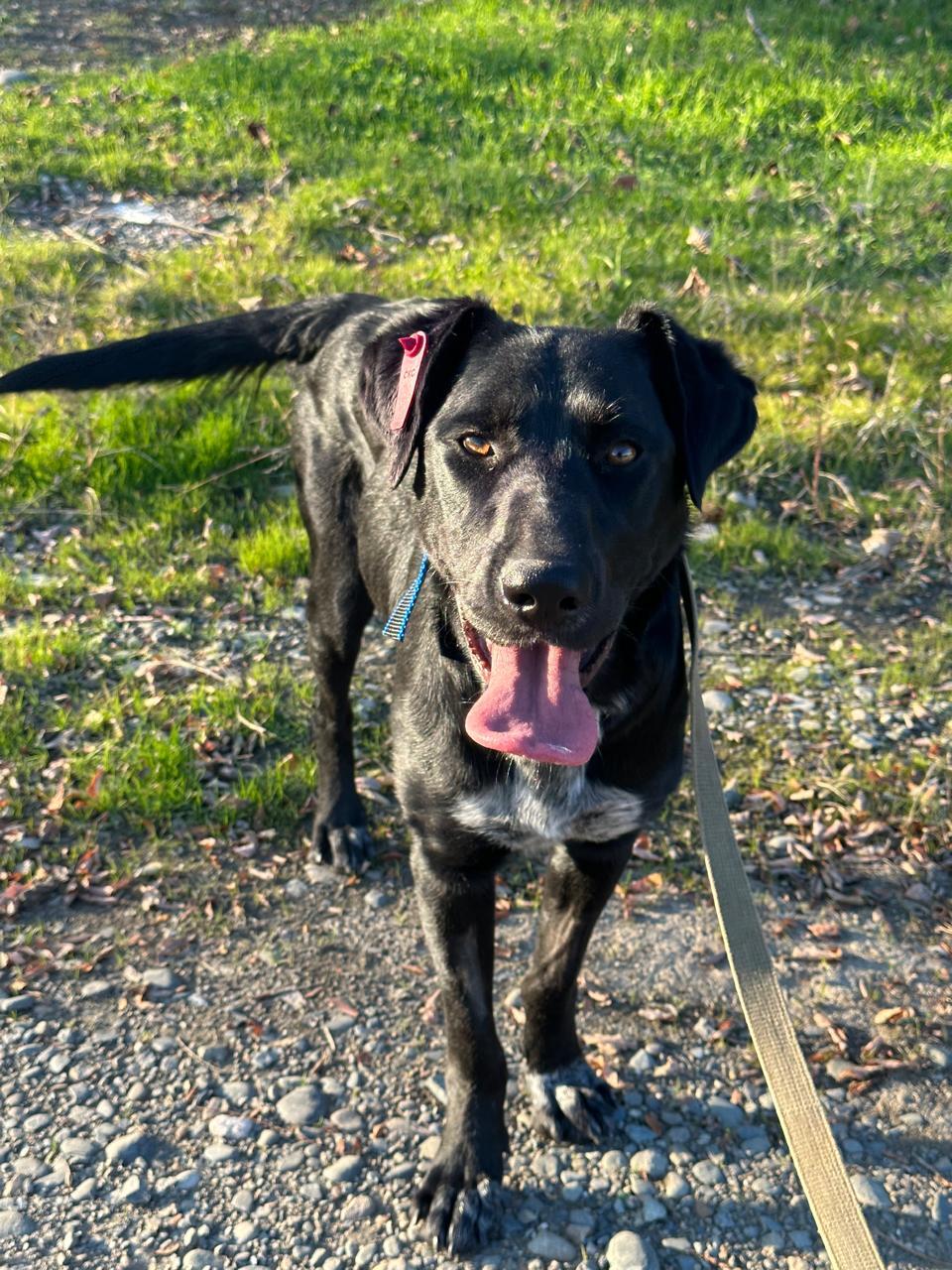 Пропала собака в Майкопе — фото объявления