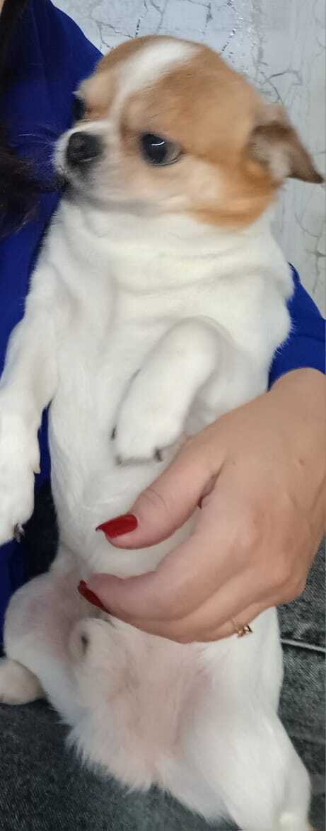 Пропала собака в Майкопе — фото объявления