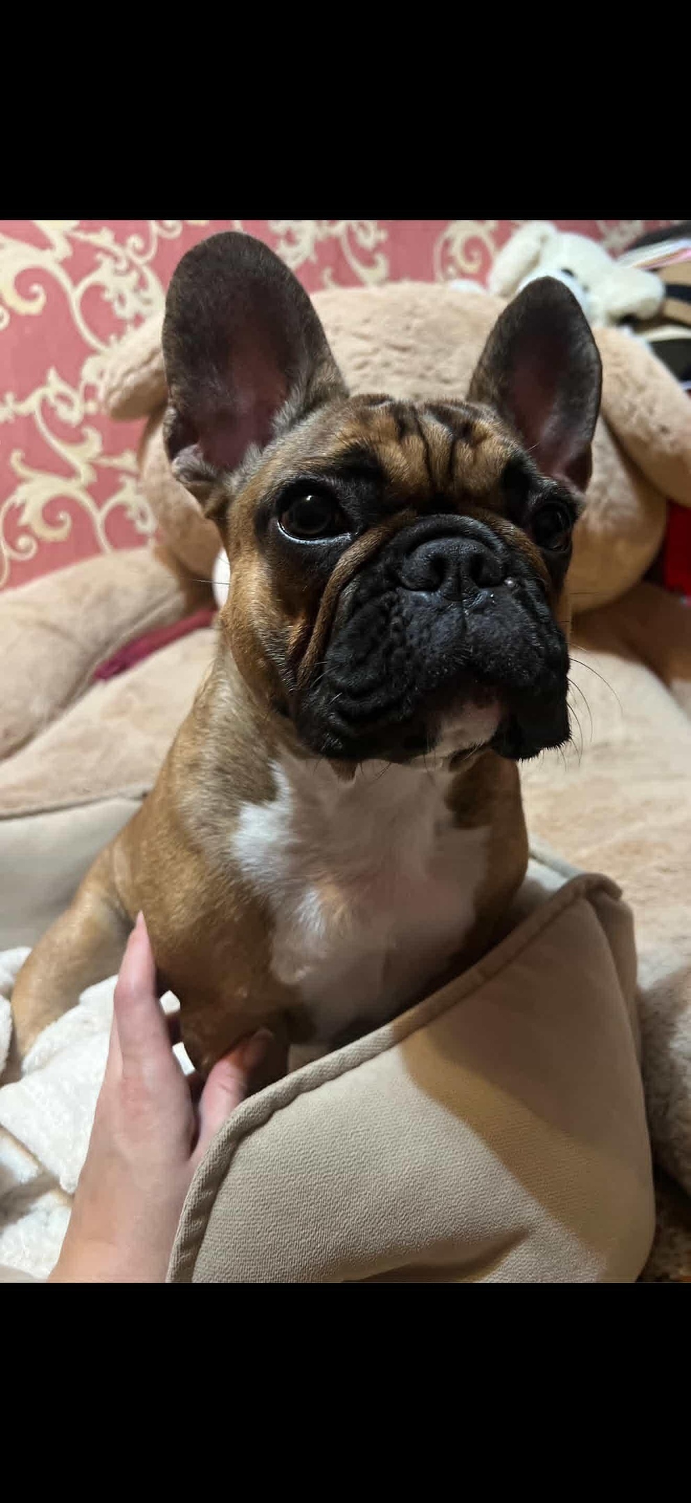 Найдена собака в Майкопе — фото объявления