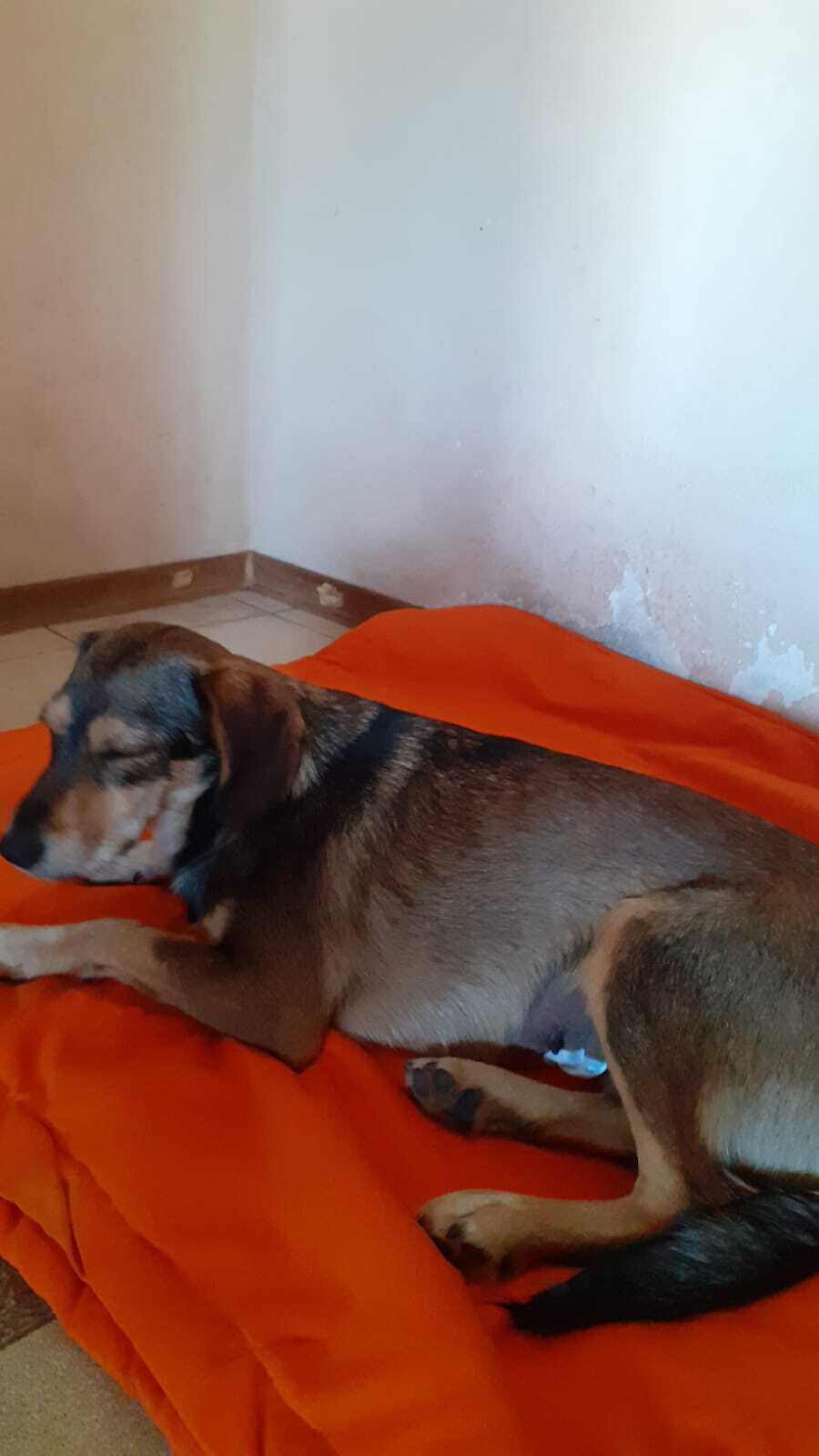 Пропала собака в Майкопе — фото объявления