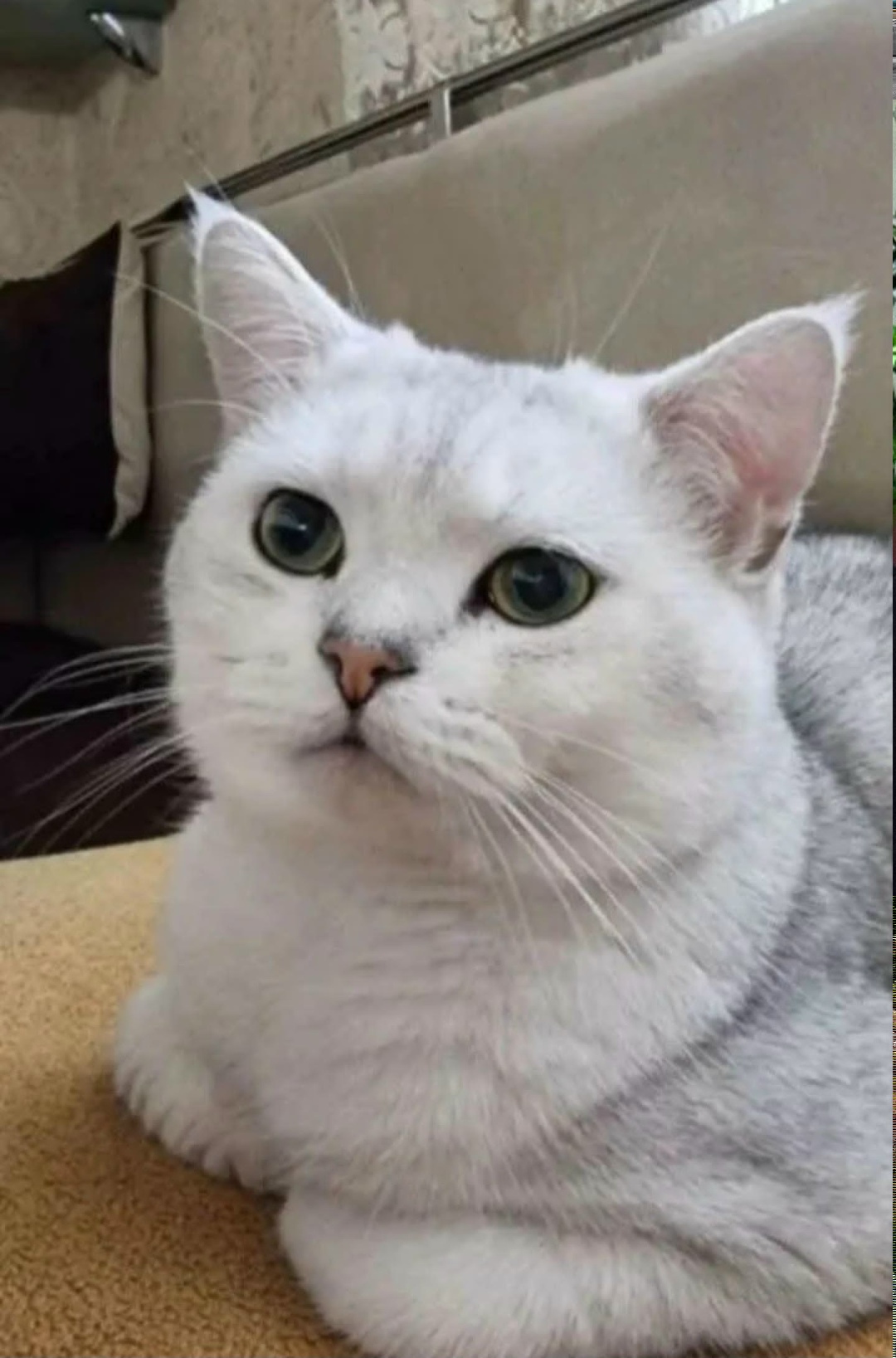 Пропала кошка в Майкопе — фото объявления