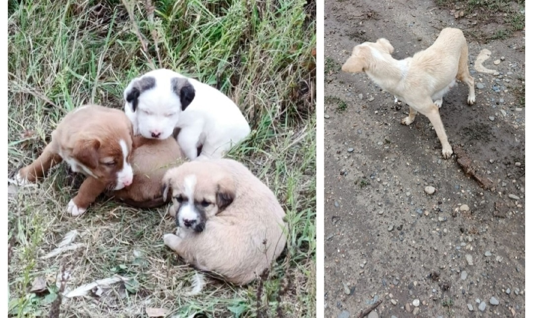 Найдена собака в Майкопе — фото объявления