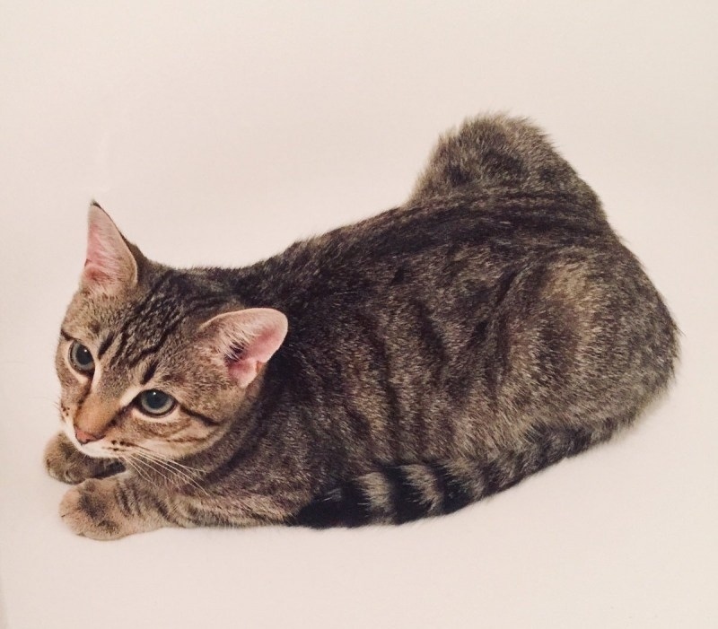 Пропала кошка в Майкопе — фото объявления