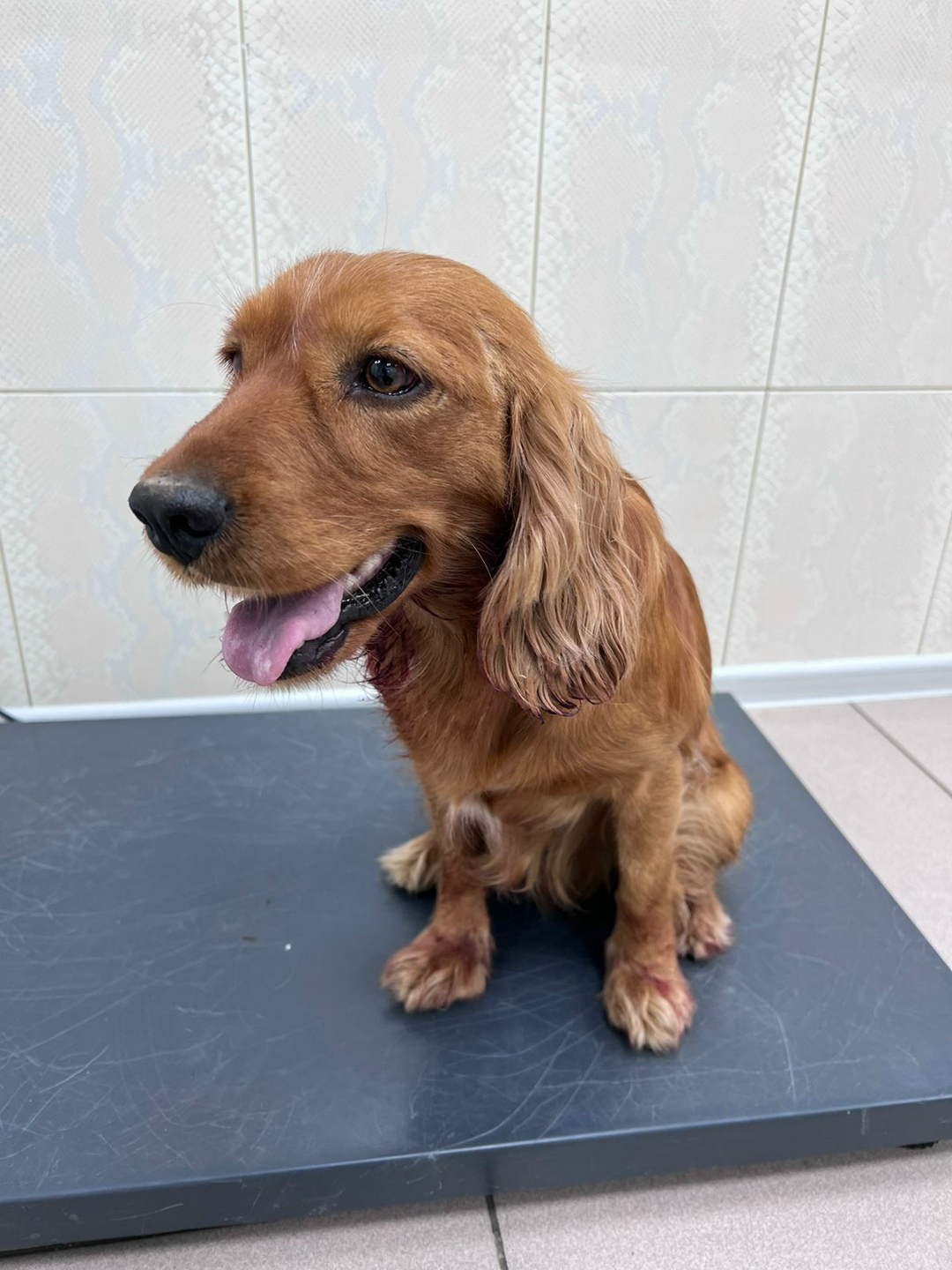 Найдена собака в Майкопе — фото объявления