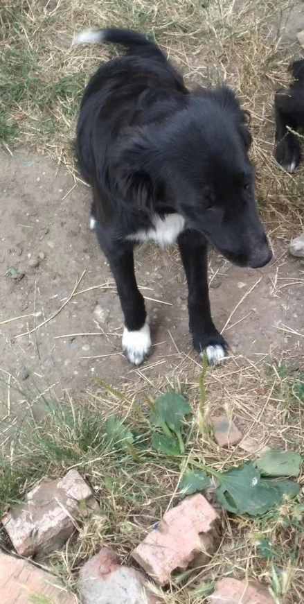 Пропала собака в Майкопе — фото объявления