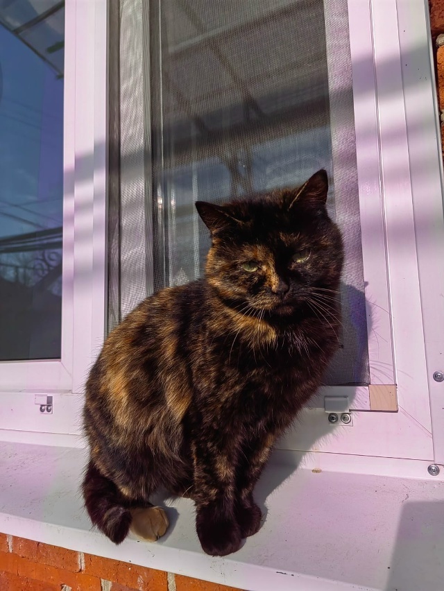 Пропала кошка в Майкопе — фото объявления