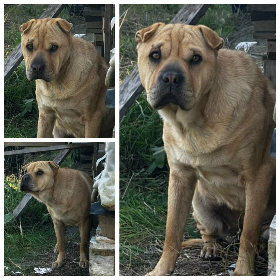 Найдена собака в Майкопе — фото объявления