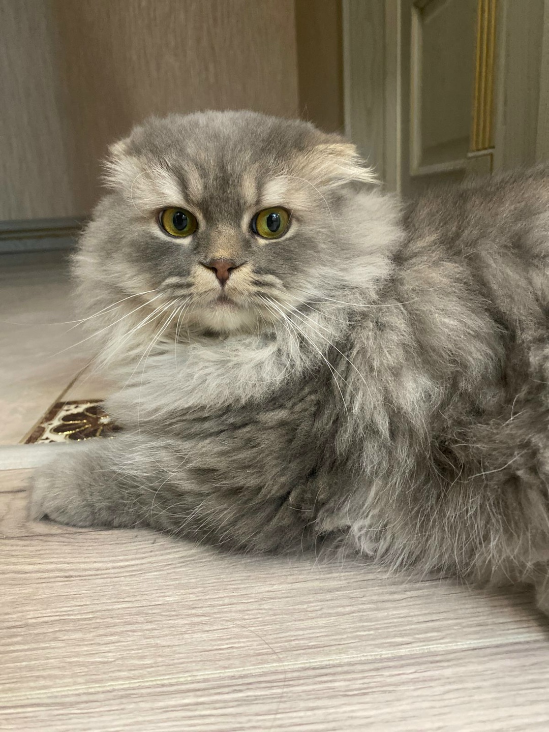 Пропала кошка в Майкопе — фото объявления