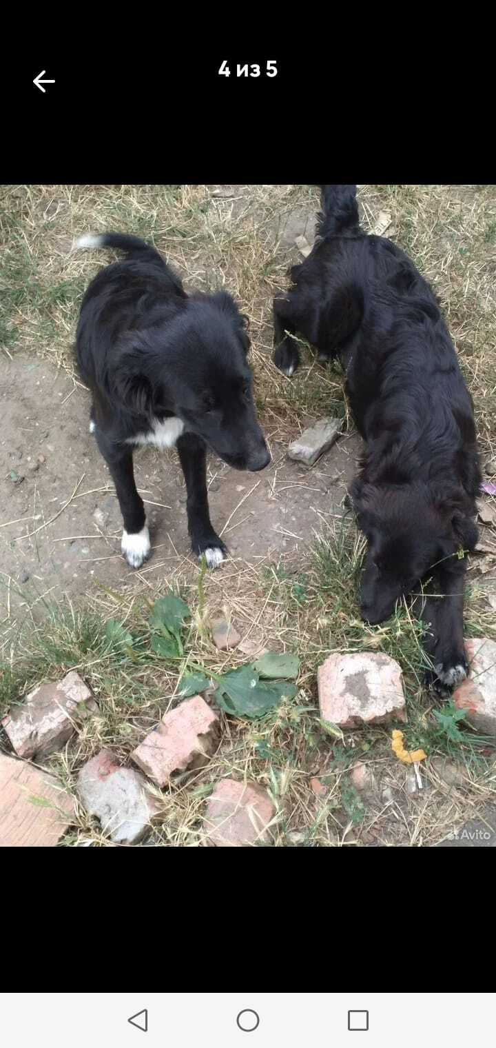 Пропала собака в Майкопе — фото объявления
