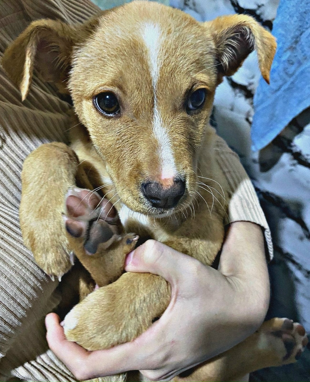 Найдена собака в Майкопе — фото объявления