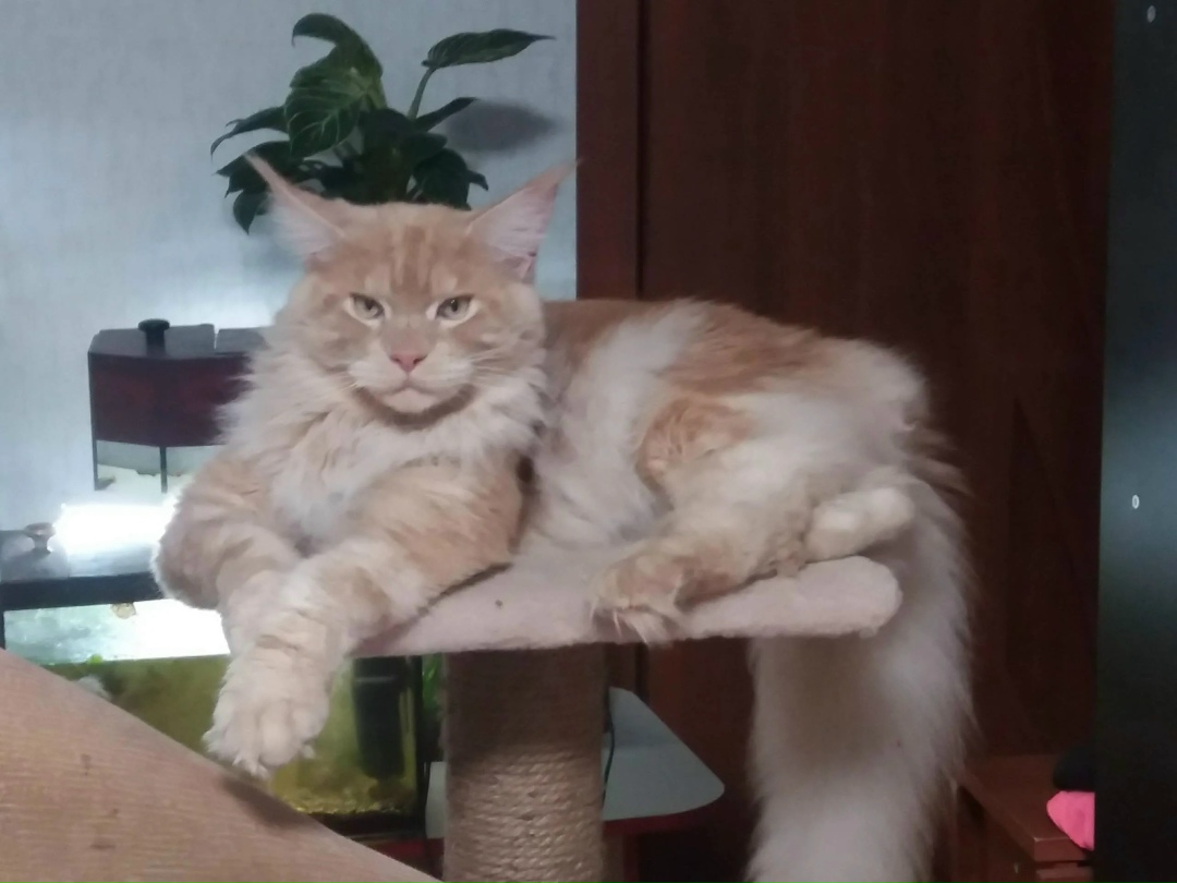 Пропала кошка в Майкопе — фото объявления