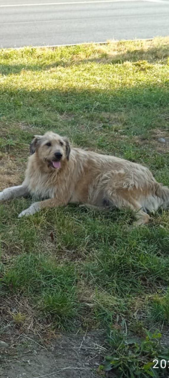 Пропала собака в Майкопе — фото объявления