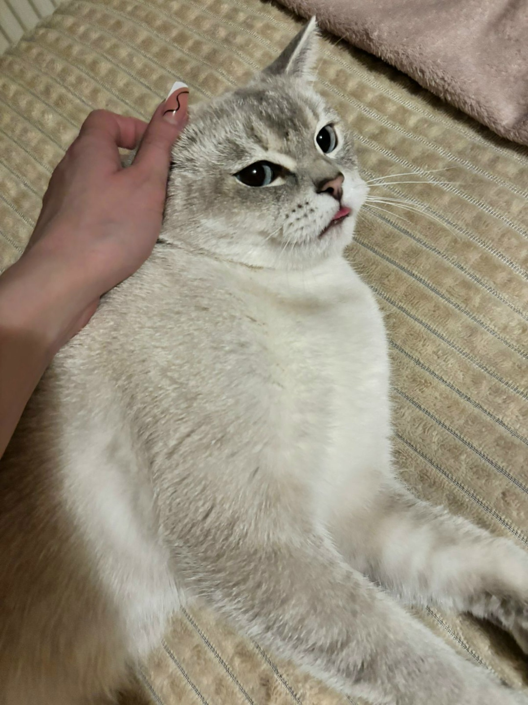 Пропала собака в Майкопе — фото объявления