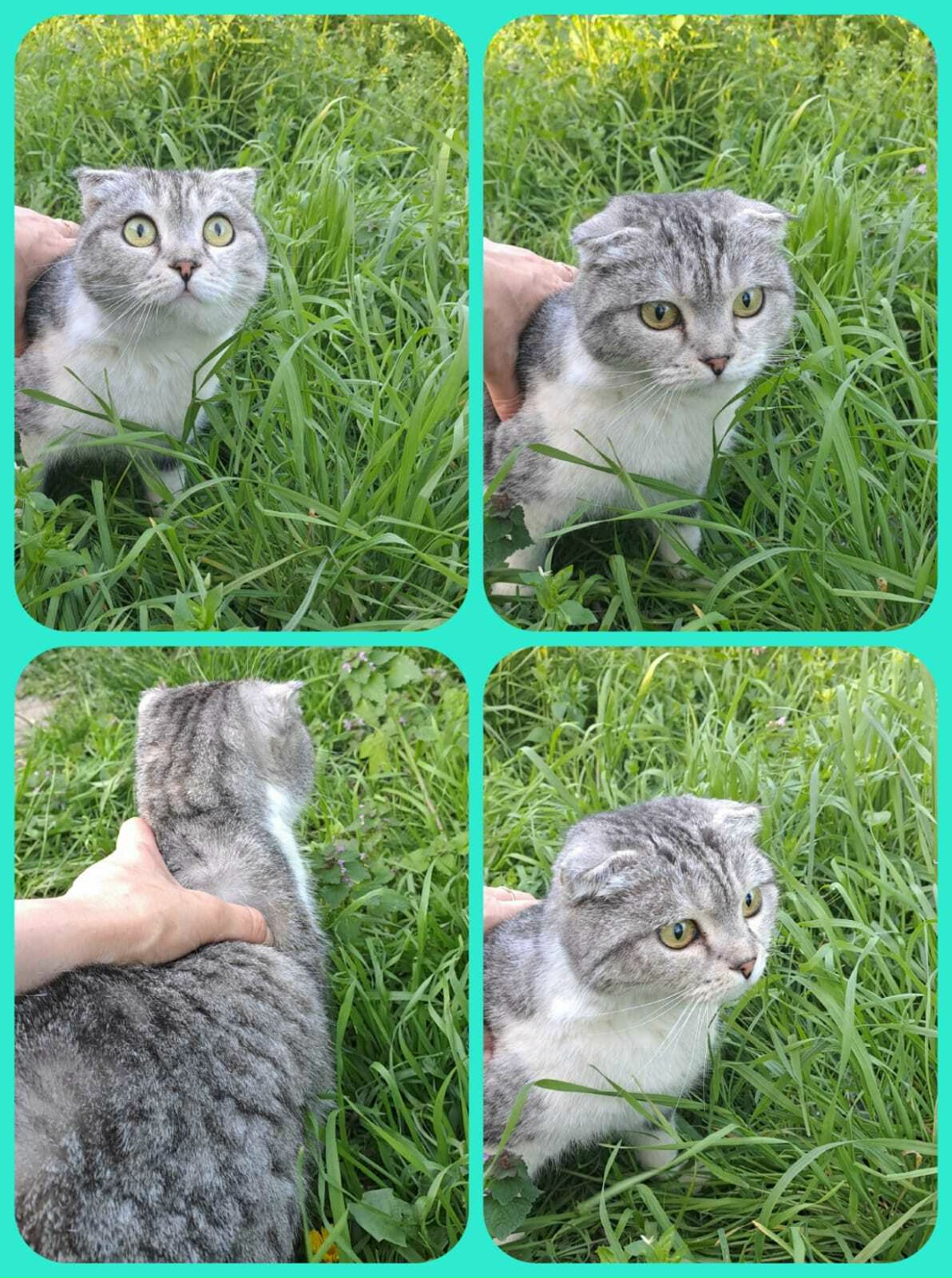 Найдена кошка в Майкопе — фото объявления