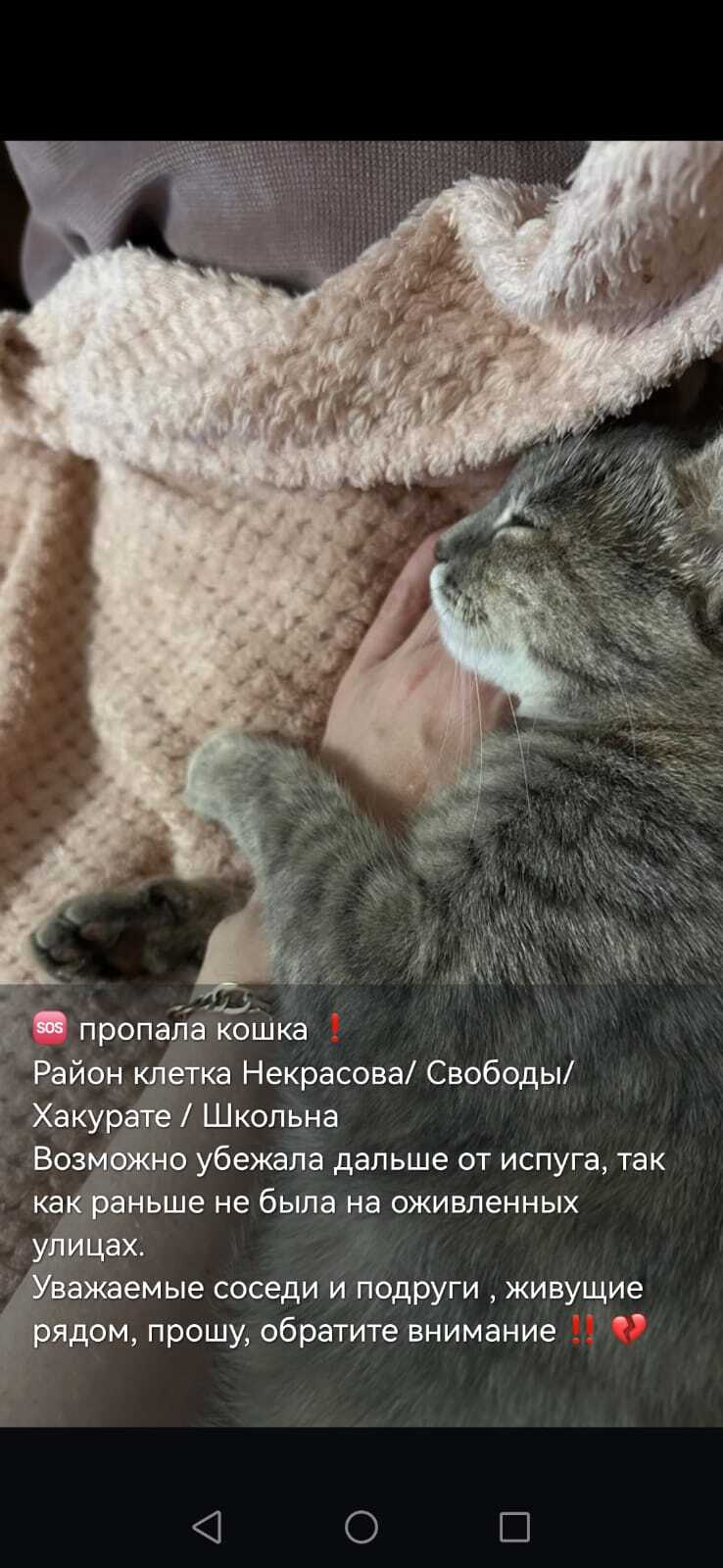 Пропала собака в Майкопе — фото объявления