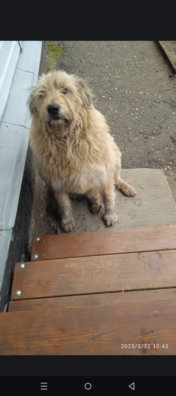 Пропала собака в Майкопе — фото объявления
