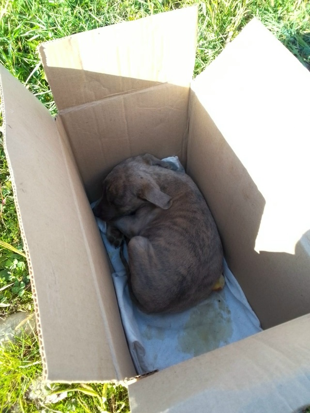 Найдена собака в Майкопе — фото объявления