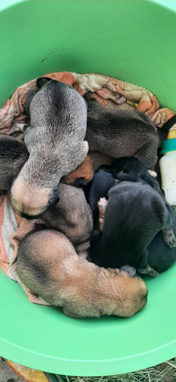 Пропала собака в Майкопе — фото объявления