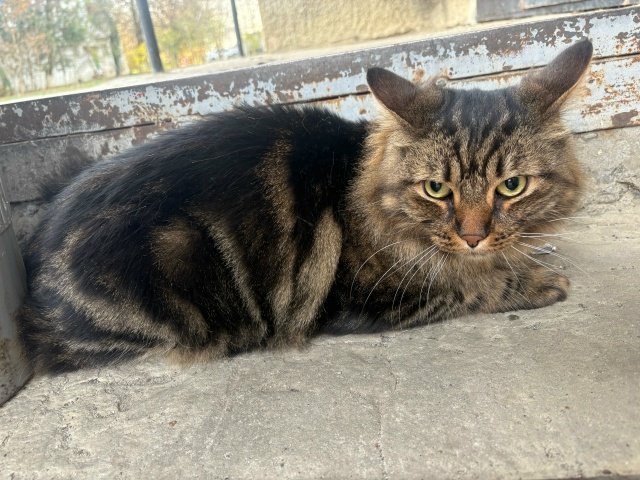 Пропала кошка в Майкопе — фото объявления