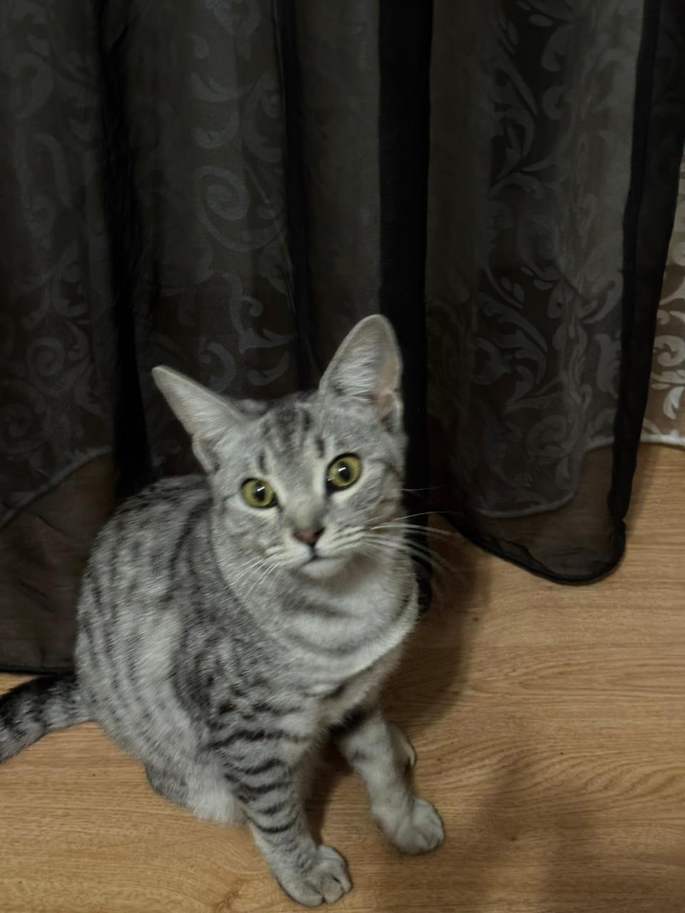 Пропала кошка в Майкопе — фото объявления