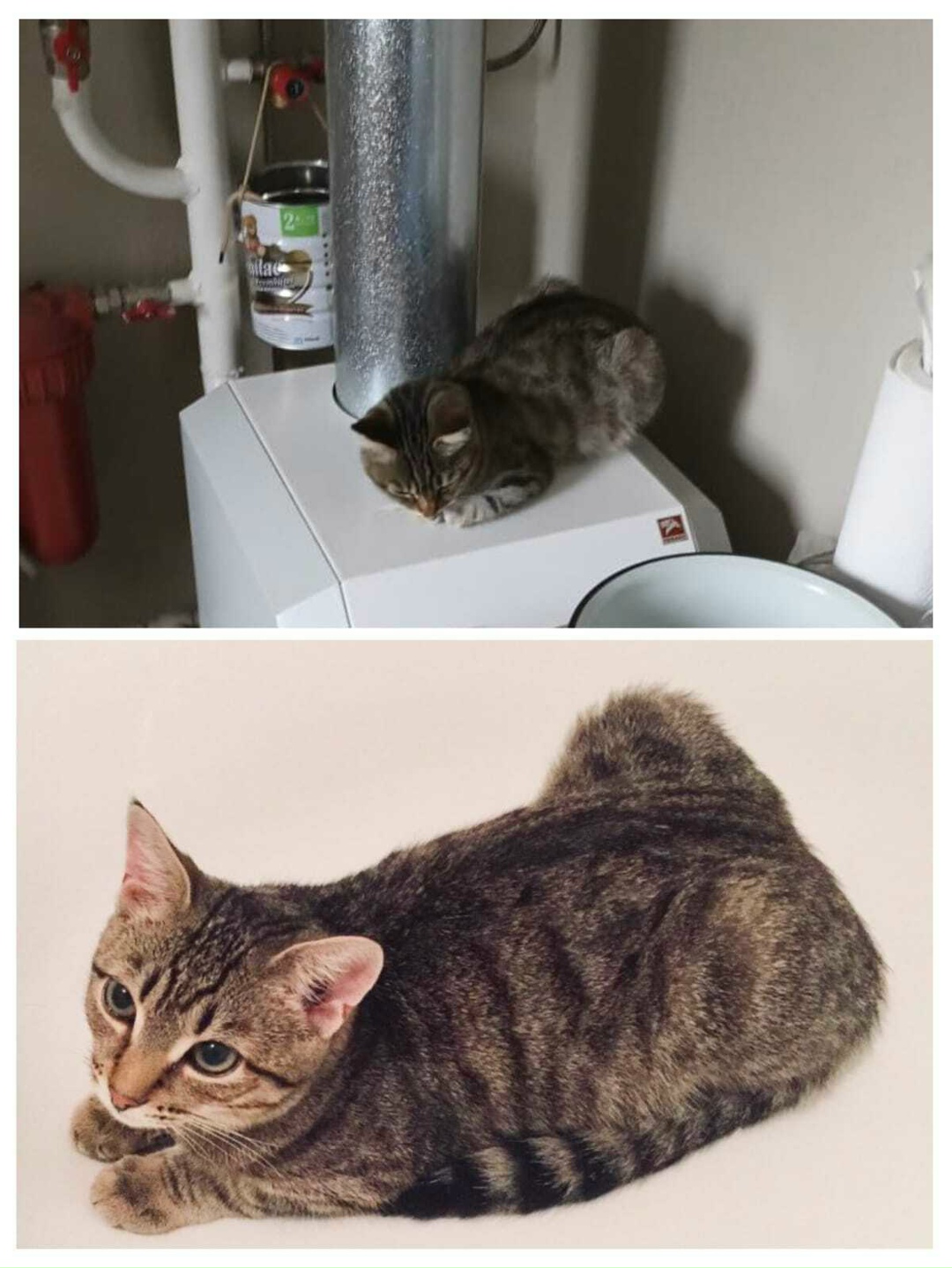 Пропала кошка в Майкопе — фото объявления