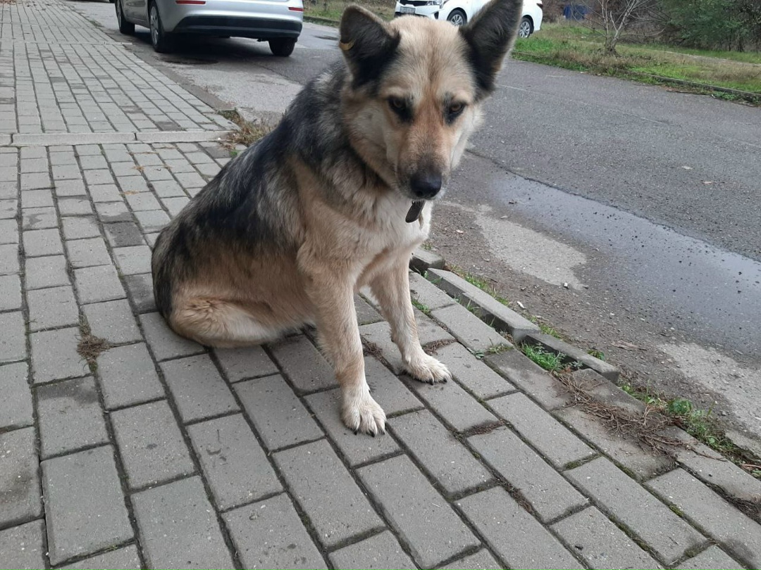 Найдена собака в Майкопе — фото объявления