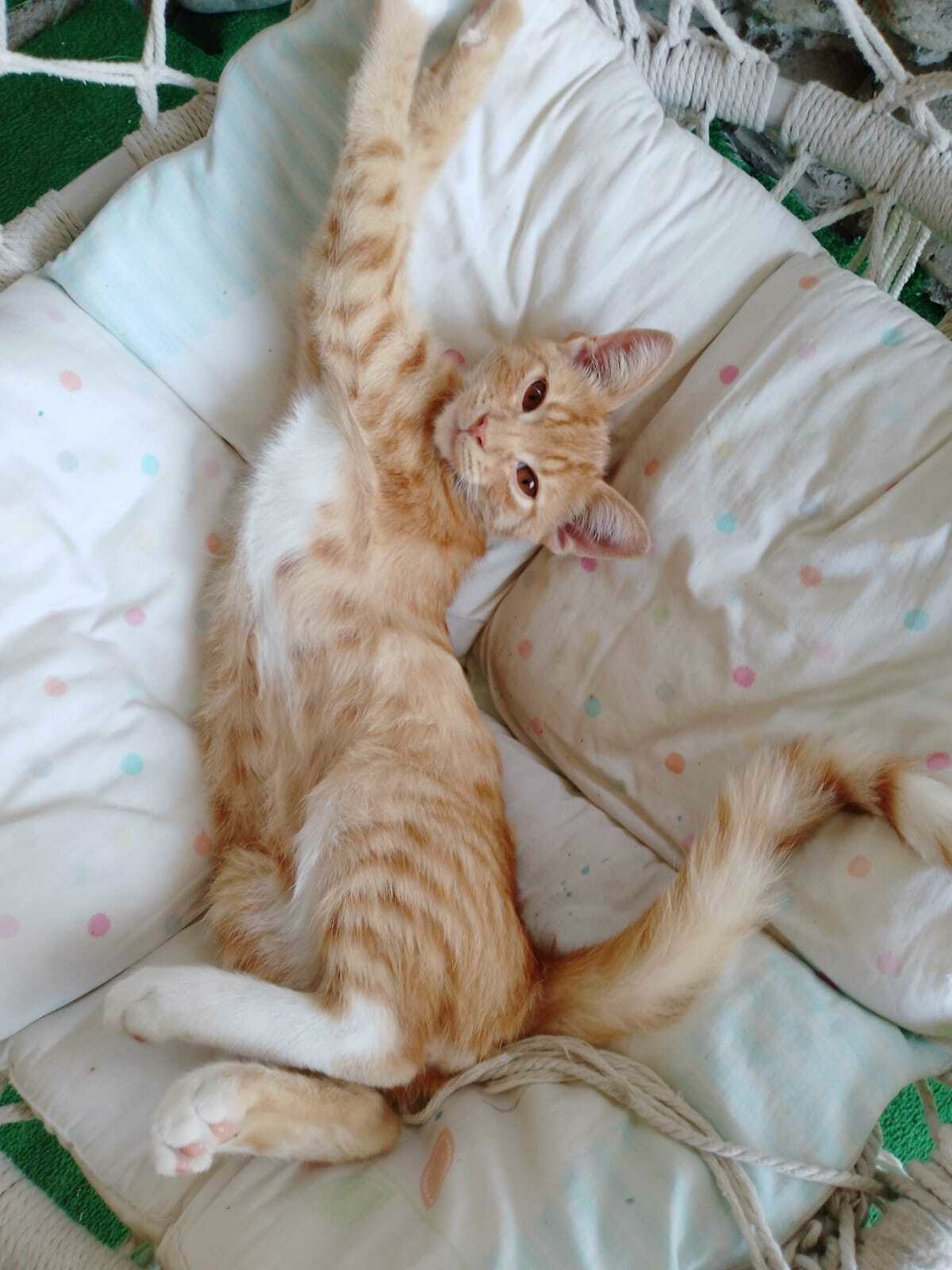 Пропала кошка в Майкопе — фото объявления