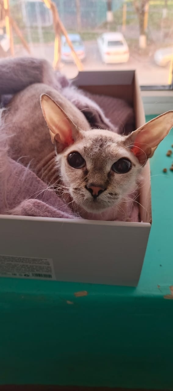 Найдена кошка в Майкопе — фото объявления