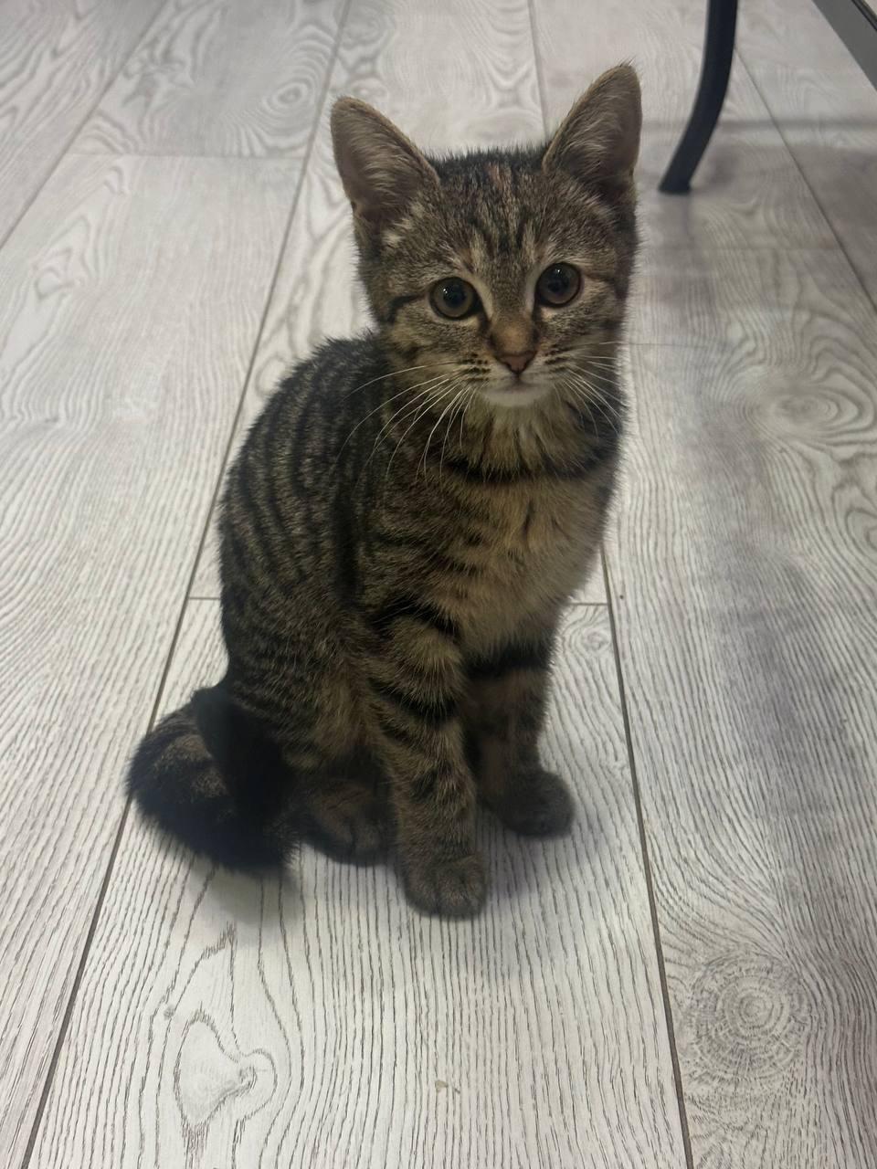 Найдена кошка в Майкопе — фото объявления