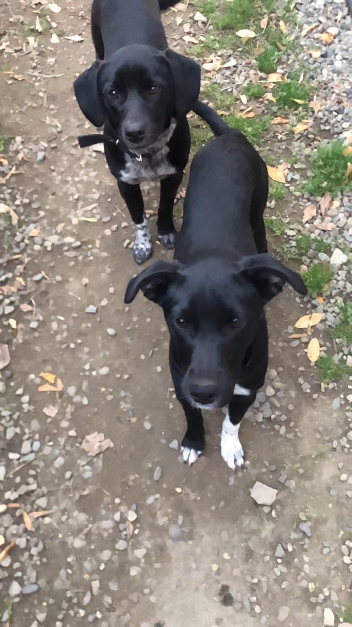 Найдена собака в Майкопе — фото объявления