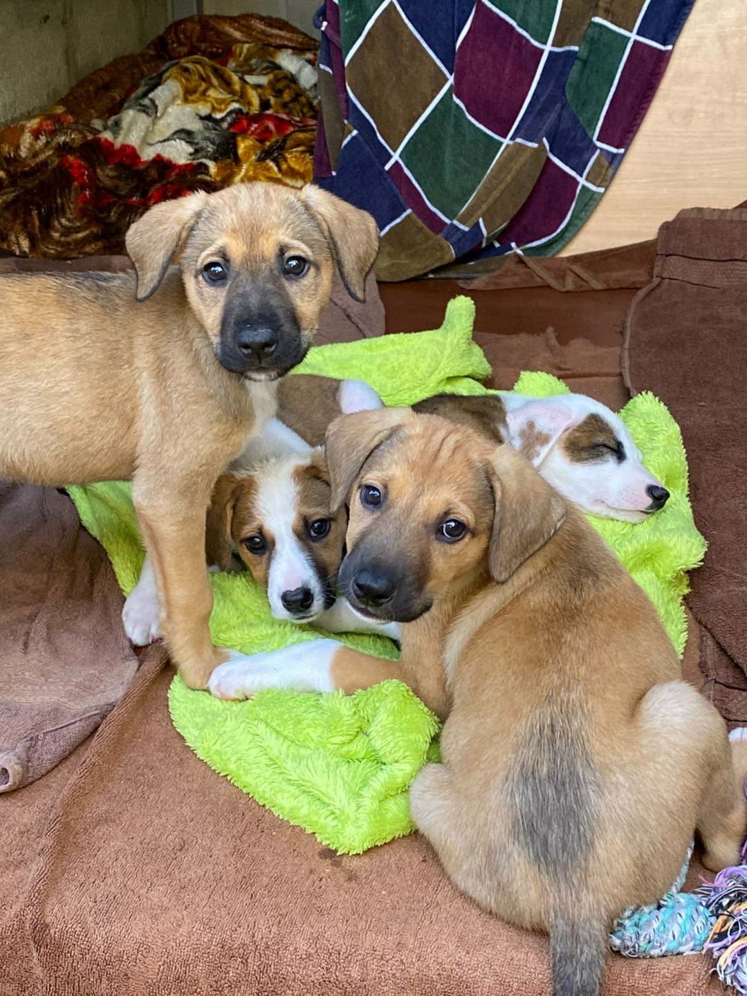 Найдена собака в Майкопе — фото объявления