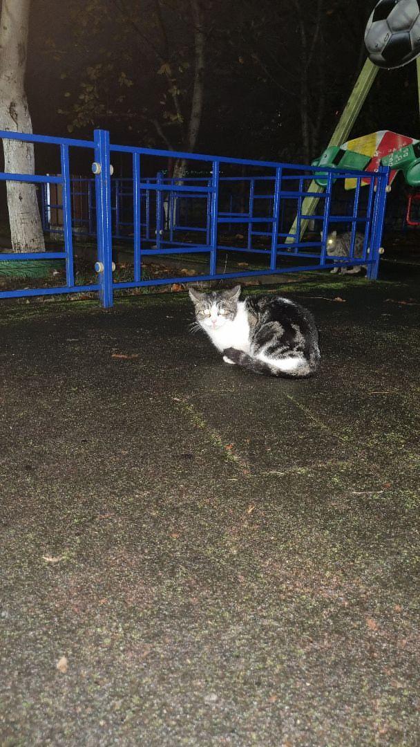 Найдена кошка в Майкопе — фото объявления