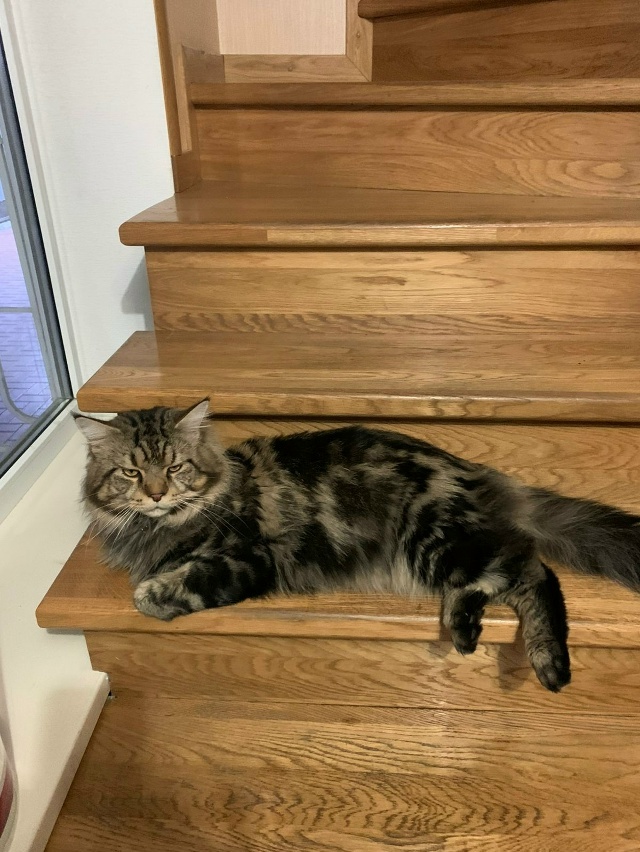 Пропала кошка в Майкопе — фото объявления