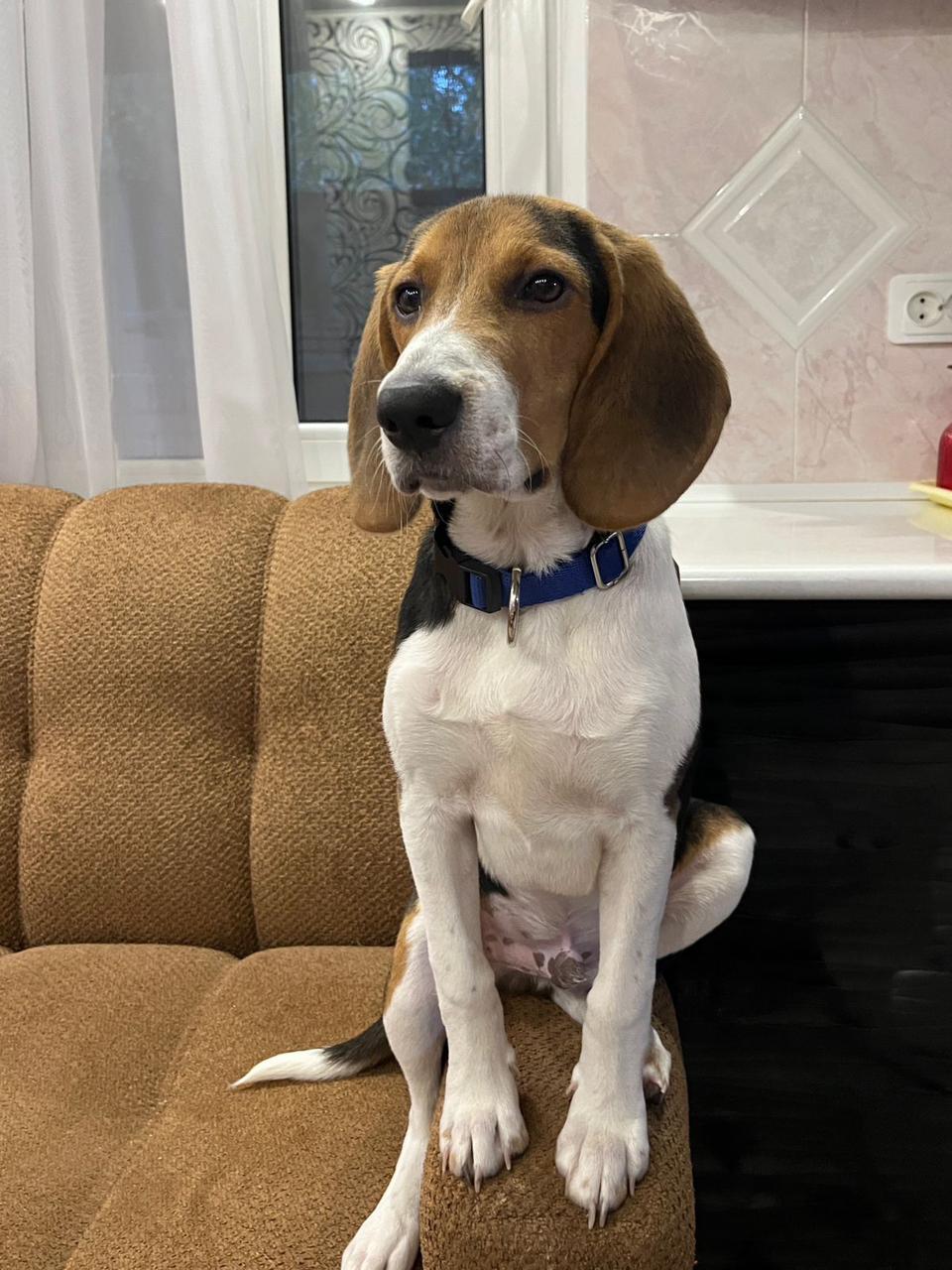 Пропала собака в Майкопе — фото объявления