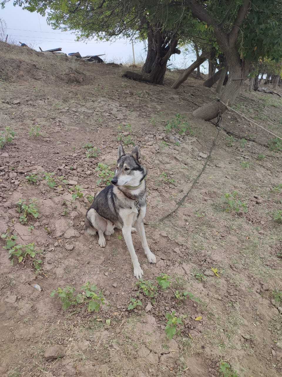 Пропала собака в Майкопе — фото объявления