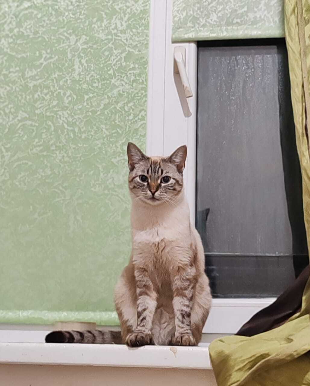 Пропала кошка в Майкопе — фото объявления