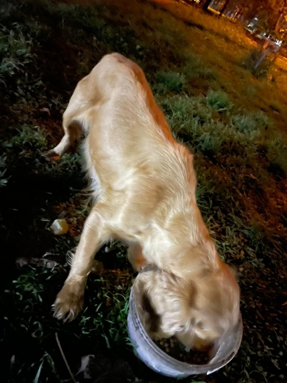 Пропала собака в Майкопе — фото объявления