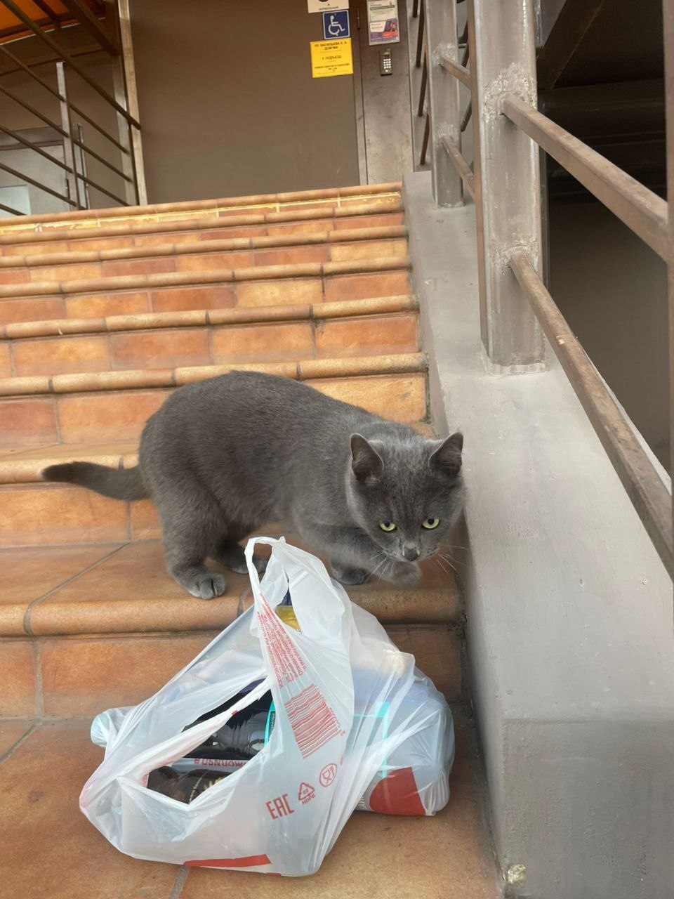 Найдена кошка в Майкопе — фото объявления