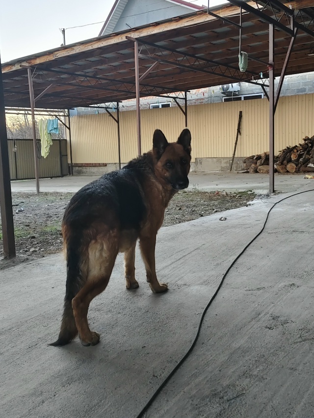 Найдена собака в Майкопе — фото объявления