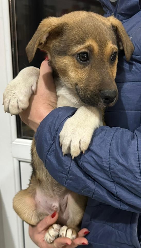 Найдена собака в Майкопе — фото объявления