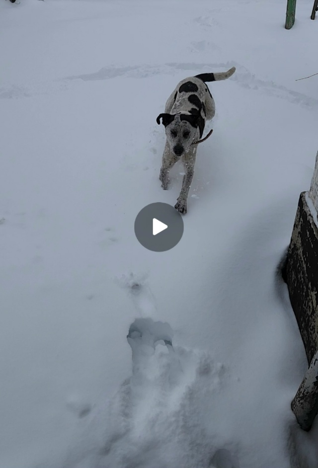 Пропала собака в Майкопе — фото объявления